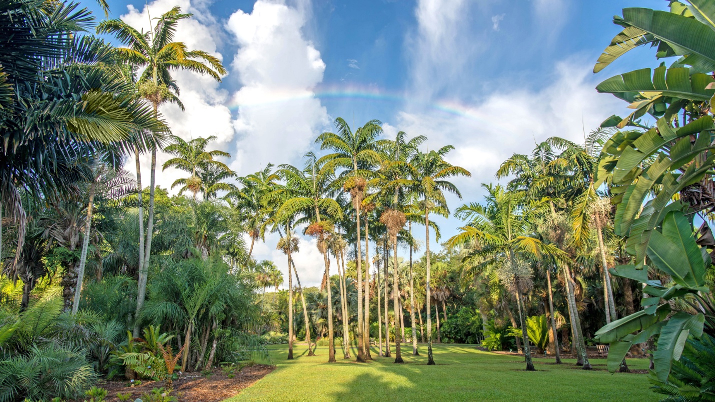 Palms and paths at Fairchild Tropical Botanic Garden